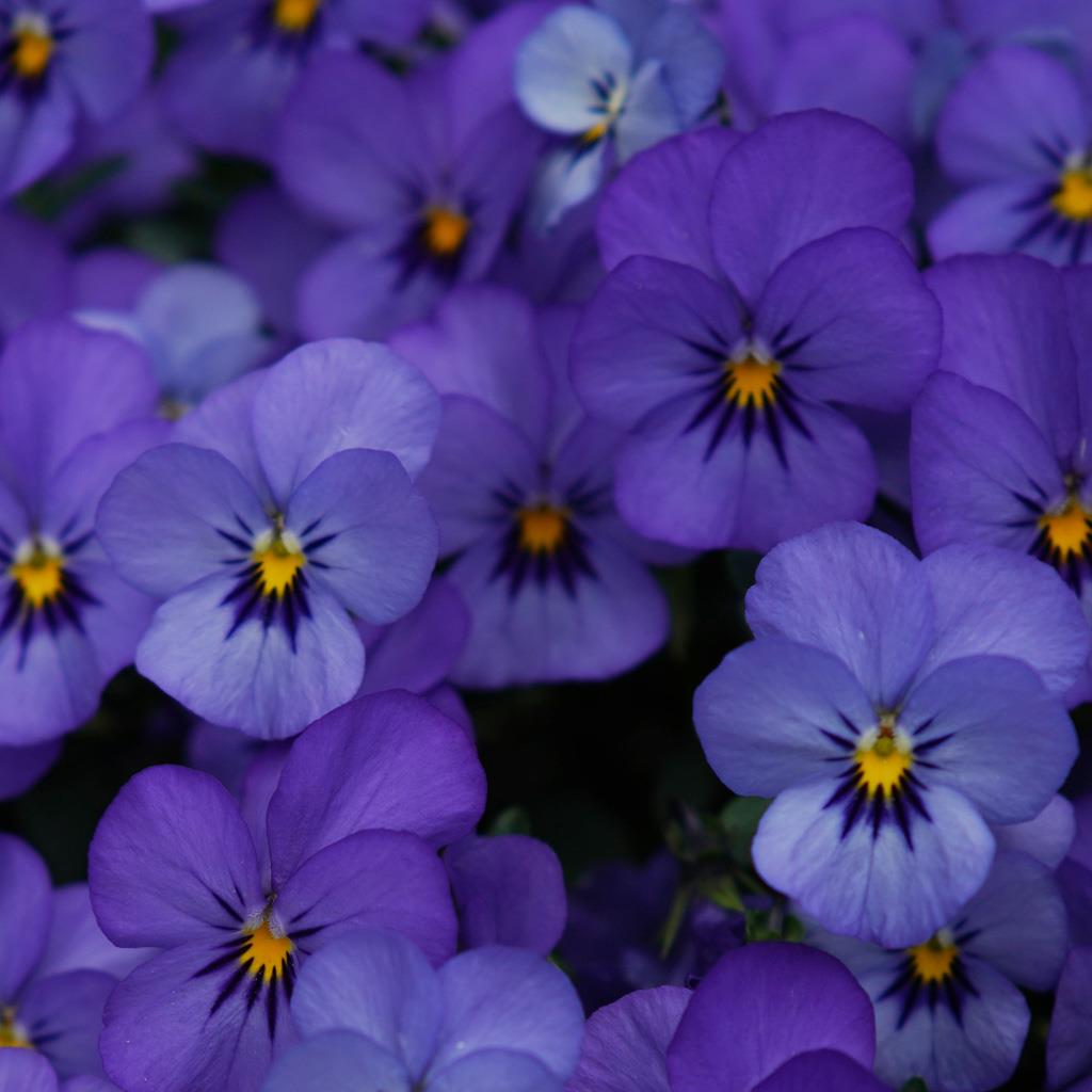 Viola tricolor extract | Вивасан