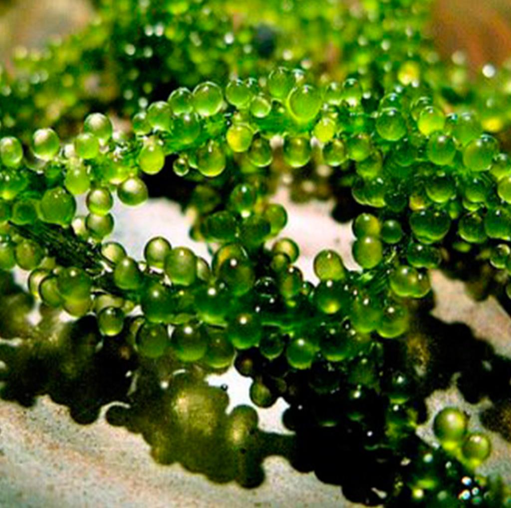 Green caviar. Каулерпа (Caulerpa lentillifera) – «морской виноград». Водоросли в виде винограда. Зеленая икра. Зеленая икра водоросли.