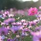 Essenza floreale di balsamina Z 492_z 492.jpg